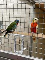 Te koop splendid parkieten/bourkes wegens beëindiging hobby, Dieren en Toebehoren, Vogels | Parkieten en Papegaaien, Meerdere dieren