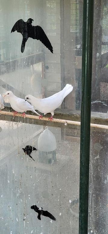 Figurita duiven witte  beschikbaar voor biedingen