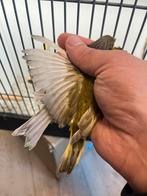 Kanarie Jasper 2025, Dieren en Toebehoren, Vogels | Kanaries, Meerdere dieren, Kleurkanarie