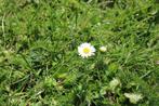 Tuinman aangeboden onderhoud & beplanting, Ophalen