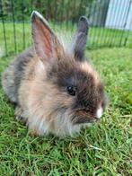 Lief jong leeuwenkop konijntje (mannetje), Dieren en Toebehoren, Konijnen, Mannelijk, Klein, 0 tot 2 jaar