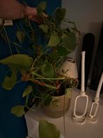 Gratis kamerplant, Huis en Inrichting, Kamerplanten, Ophalen, Overige soorten, Minder dan 100 cm