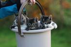Kittens, Dieren en Toebehoren, Katten en Kittens | Raskatten | Korthaar, Meerdere dieren, Ontwormd, 0 tot 2 jaar