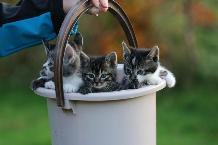 Kittens, Dieren en Toebehoren, Katten en Kittens | Raskatten | Korthaar, Meerdere dieren, 0 tot 2 jaar, Ontwormd