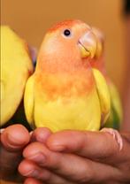 GEZOCHT gratis vogels, Geslacht onbekend, Parkiet