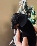 Lief klein teckel pupje, CDV (hondenziekte), 8 tot 15 weken, Korthaar, Dwerg