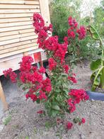 Lagerstroemia tuscarora rode kleur 100-125 cm in pot €39,50, Ophalen, Zomer, Overige soorten, Halfschaduw