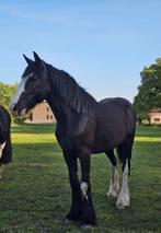 Grote Tinker Merrie's 2 jaar, Dieren en Toebehoren, Paarden, Merrie, Onbeleerd, Recreatiepaard, 0 tot 2 jaar
