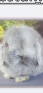 Knappe minilop ram met stamboom, Dieren en Toebehoren, Konijnen