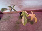 philodendron florida beauty, Ophalen, Halfschaduw, Minder dan 100 cm