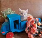 Prachtige kittens kruising, Dieren en Toebehoren, Meerdere dieren