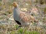 Europese patrijs, Dieren en Toebehoren, Meerdere dieren