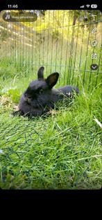 4 Dwergkonijntjes met alles erbij, Dieren en Toebehoren, Meerdere dieren, Dwerg