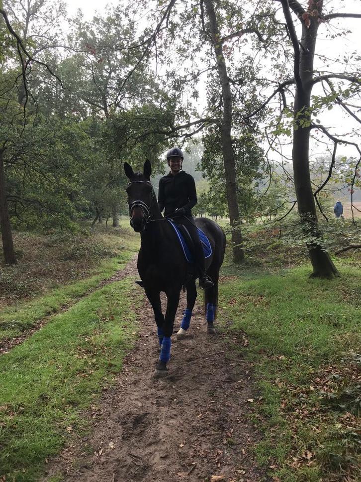 Bijrijder gezocht paard Utrecht Harmelen De Meern, Dieren en Toebehoren, Paarden en Pony's | Verzorgingsproducten, Zo goed als nieuw