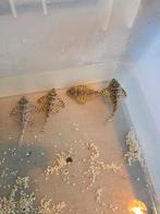 Kweekgroep l236  de laatste 5 !!, Dieren en Toebehoren, Vissen | Aquariumvissen, Overige typen, Zoetwatervis, Schoolvis