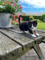 Boerderij kitten te koop!, Poes