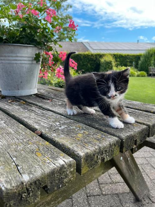 Boerderij kitten te koop!, Dieren en Toebehoren, Katten en Kittens | Overige Katten, Poes