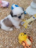 lieve ,leuke raszuivere shih tzu pups (5 december tip), Overige rassen, Meerdere, Meerdere dieren, Nederland