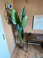 Kunst Strelitzia (paradijsvogelplant) – Vandaag verkoop, Volledige schaduw, 100 tot 150 cm, Ophalen of Verzenden, In pot