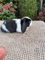 Minilop konijntje, Meerdere dieren, Dwerg