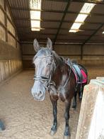 Hb showtime evalira hoofdstel maat full, Dieren en Toebehoren, Ophalen of Verzenden, Zo goed als nieuw, Dressuur