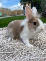 Lief dwergkonijntje ram zoekt nog een huisje!, Meerdere dieren, Dwerg, 0 tot 2 jaar