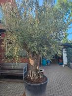 Reuzen olijfboom 360 hoog, 165 omtrek