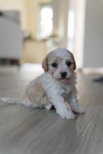 Twee lieve Maltipoo-reutjes op zoek naar hun forever home, CDV (hondenziekte), 8 tot 15 weken, Meerdere, Nederland