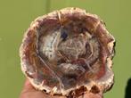 Versteend hout schijf plak dubbel gepolijst mineralen, Ophalen of Verzenden, Mineraal