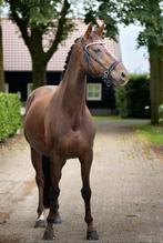 Super lieve Z1 klare dresuurmerrie (KWPN), Merrie, Dressuurpaard, 11 jaar of ouder