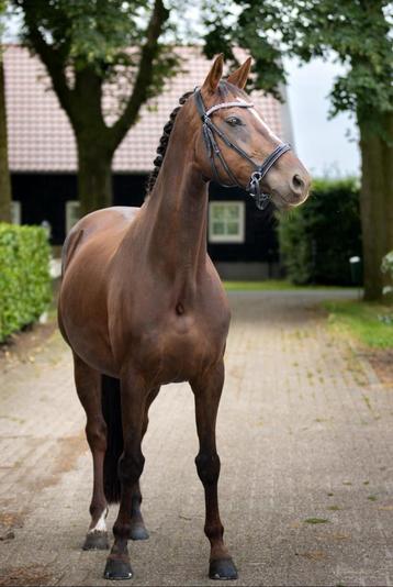 Super lieve Z1 klare dresuurmerrie (KWPN) beschikbaar voor biedingen