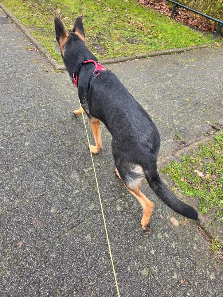 Duitse herder reu 8 maanden oud, Dieren en Toebehoren, Honden | Herdershonden en Veedrijvers, Reu, Herder, Particulier, Eén hond