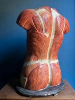 Anatomisch model Bock Steger Lips antiek Somso, Antiek en Kunst, Ophalen of Verzenden