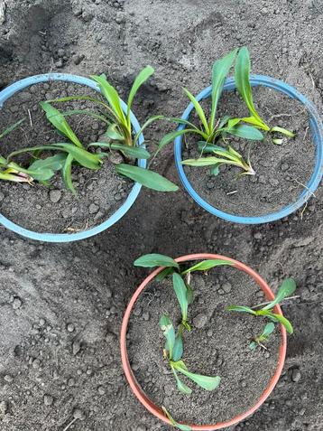 Stekjes van paarse herfst asters 80-120cm beschikbaar voor biedingen