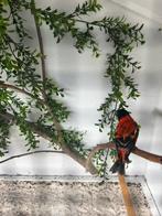 Koppel kapoetsensijs / kapoetsensijzen, Dieren en Toebehoren, Vogels | Overige Vogels, Meerdere dieren