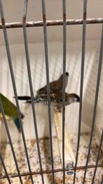 Ceres amadine, Dieren en Toebehoren, Vogels | Overige Vogels, Vrouwelijk