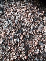 TE KOOP Gewassen schelpen, Tuin en Terras, Grind, Keien en Split, Ophalen, Nieuw