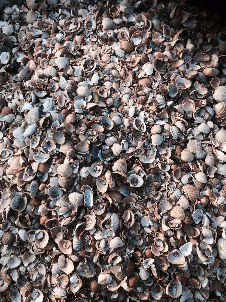 TE KOOP Gewassen schelpen, Tuin en Terras, Grind, Keien en Split, Nieuw, Ophalen