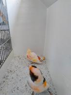 Koppel Harlekijn kanaries, Dieren en Toebehoren, Meerdere dieren, Kleurkanarie