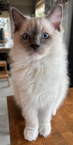 Ragdoll kittens Raszuiver, Dieren en Toebehoren, Katten en Kittens | Raskatten | Langhaar, Meerdere dieren, Gechipt