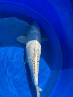 Vis vissen kumonryu wit zwart koi japanse koi karper vijver, Dieren en Toebehoren, Vissen | Vijvervissen, Karper of Koi