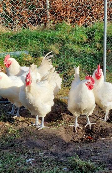 Nog slechts EEN jonge Poule de Bresse haan beschikbaar voor biedingen