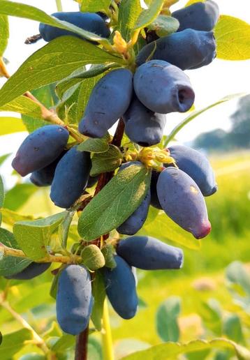 Honingbes Lonicera caerulea kamtschatska beschikbaar voor biedingen