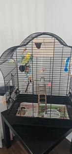 Compleet te koop Een van geel een van blauw kleur, Dieren en Toebehoren, Vogels | Parkieten en Papegaaien, Parkiet