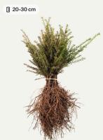Taxus baccata, Ophalen of Verzenden, Taxus, Minder dan 100 cm