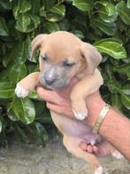 Puppy's  opzoek naar gouden mandje, 8 tot 15 weken, Bulldog, Meerdere, Meerdere dieren