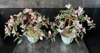 Chinese bonsai boompjes met bloemen van glas, Huis en Inrichting, Woonaccessoires | Kunstplanten en Kunstbloemen, Ophalen of Verzenden