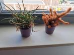 2 Plantjes incl. Potje - Cactus & Vetplant, Ophalen, Halfschaduw, Minder dan 100 cm, Groene kamerplant