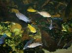 Ong 50 malawi cichliden van 4 tot 20 cm, Dieren en Toebehoren, Vissen | Aquariumvissen, Vis, Zoetwatervis