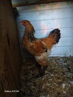 Jonge bramha Haan, Dieren en Toebehoren, Mannelijk, Kip